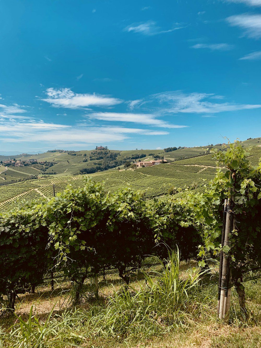 Langhe e Alba in autunno: guida tra tartufo bianco, Barolo e borghi delle colline UNESCO 1 Campi a filari di Nebbiolo sulle colline delle Langhe tra La Morra e Barolo, con cascine e un borgo sul crinale sotto un cielo azzurro