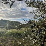 The village of Oliete has been revived thanks to its olive oil and digital nomads