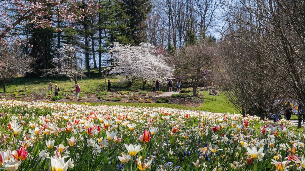 Gothenburg reaches full bloom in spring