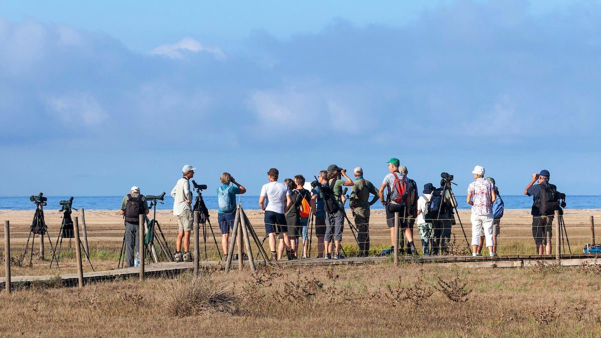 Come osservare la grande migrazione degli uccelli nello Stretto di Gibilterra
