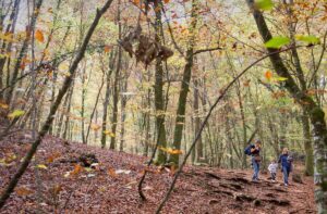Guida alle 4 Foreste da Vedere in Catalogna durante l’Autunno