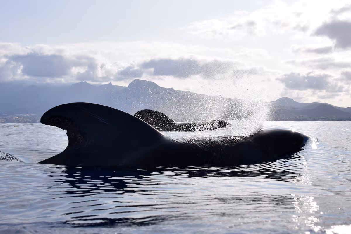 Guida a Tenerife: viaggio e avvistamento cetacei, un'esperienza indimenticabile