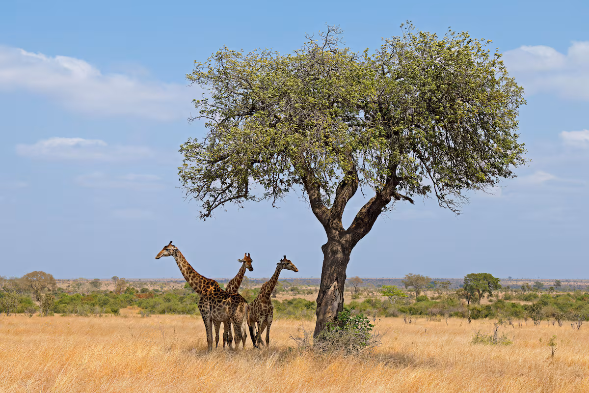 Guida essenziale per visitare il Kruger National Park in Sud Africa: cosa vedere