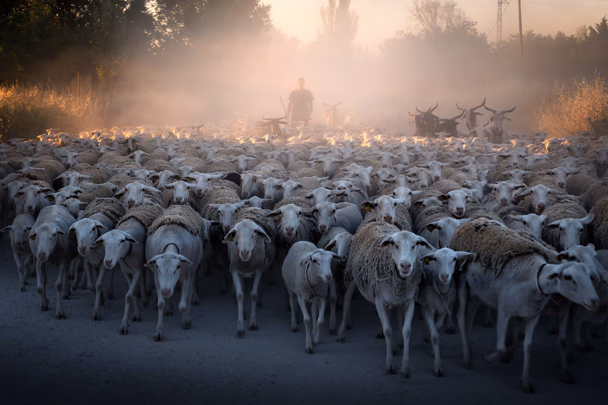 Guida al viaggio tra le montagne di Jaén seguendo i pastori transumanti