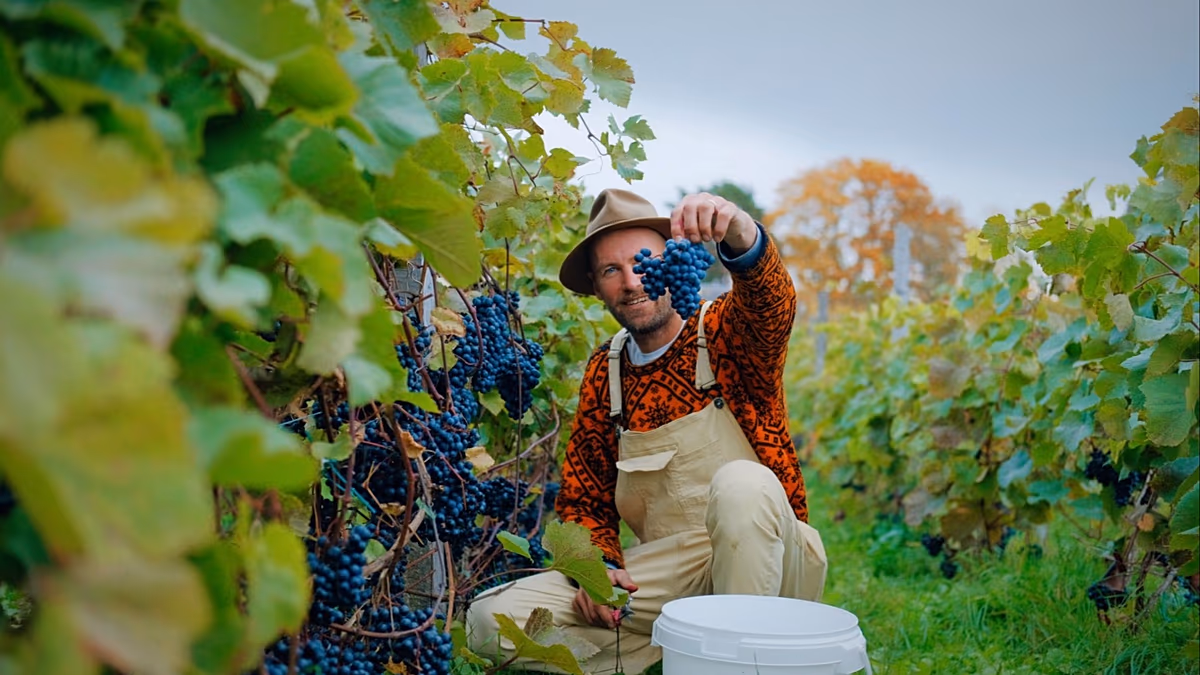 L'ascesa della viticoltura nei climi freddi: destinazioni inaspettate che gli amanti del vino devono visitare