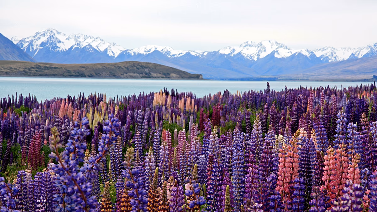Viaggiare in fiore: queste sono le migliori destinazioni del turismo floreale da visitare nel 2026