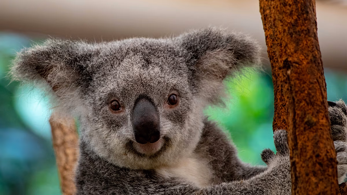 Lista dei desideri per le vacanze nella natura: i nuovi "cinque grandi" animali che i viaggiatori vogliono vedere