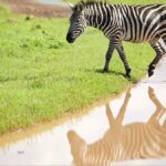 La Tanzania rimodella il turismo con il campo da golf del Serengeti in mezzo alla fauna selvatica