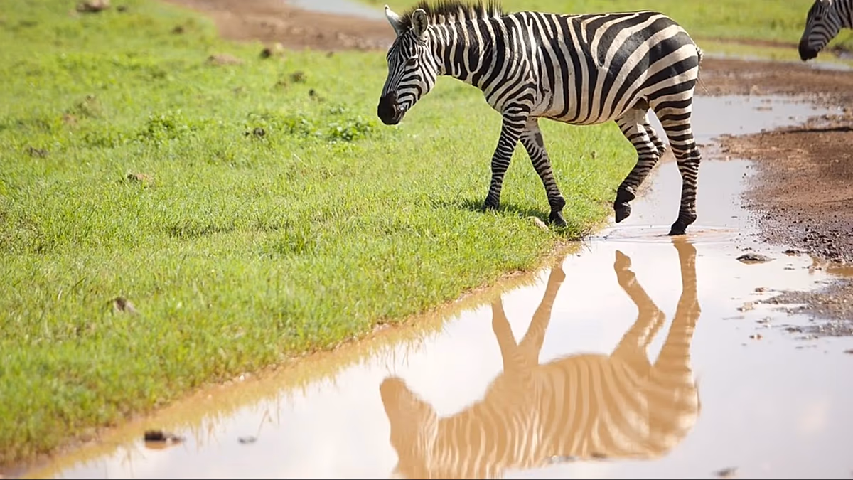 La Tanzania rimodella il turismo con il campo da golf del Serengeti in mezzo alla fauna selvatica